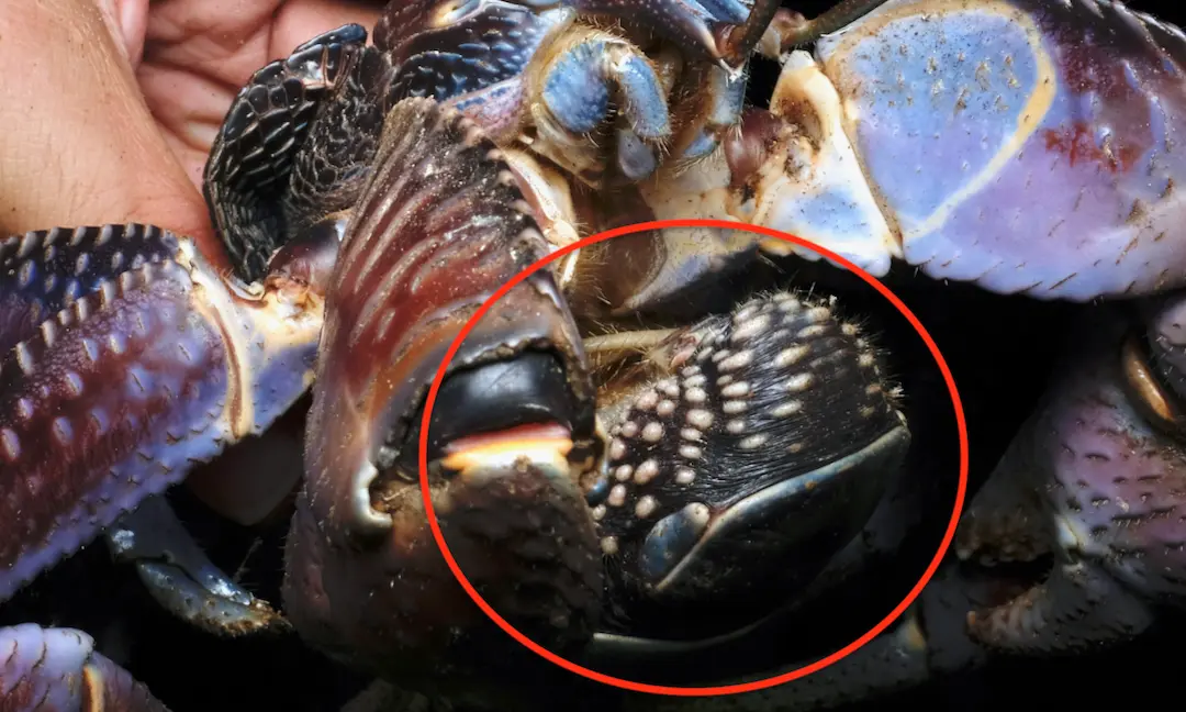 ヤシガニの腹部の画像