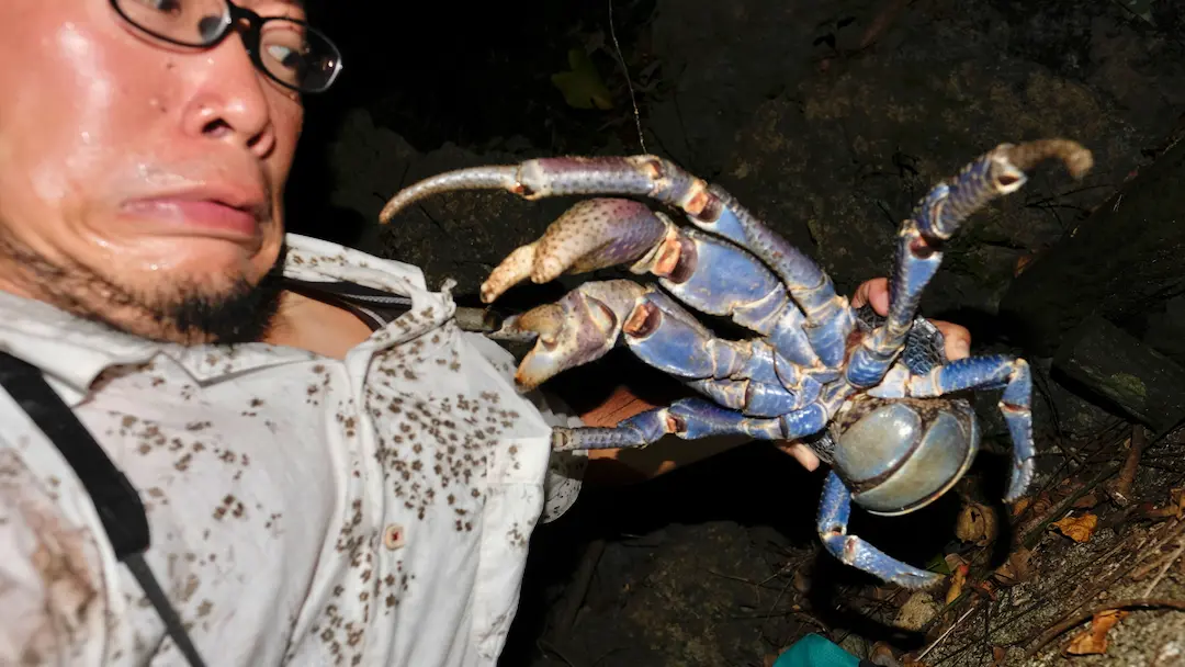 ヤシガニとは？生態・大きさ・危険性・食べられるのか等を沖縄のガイドが解説【写真多数あり】のアイキャッチ