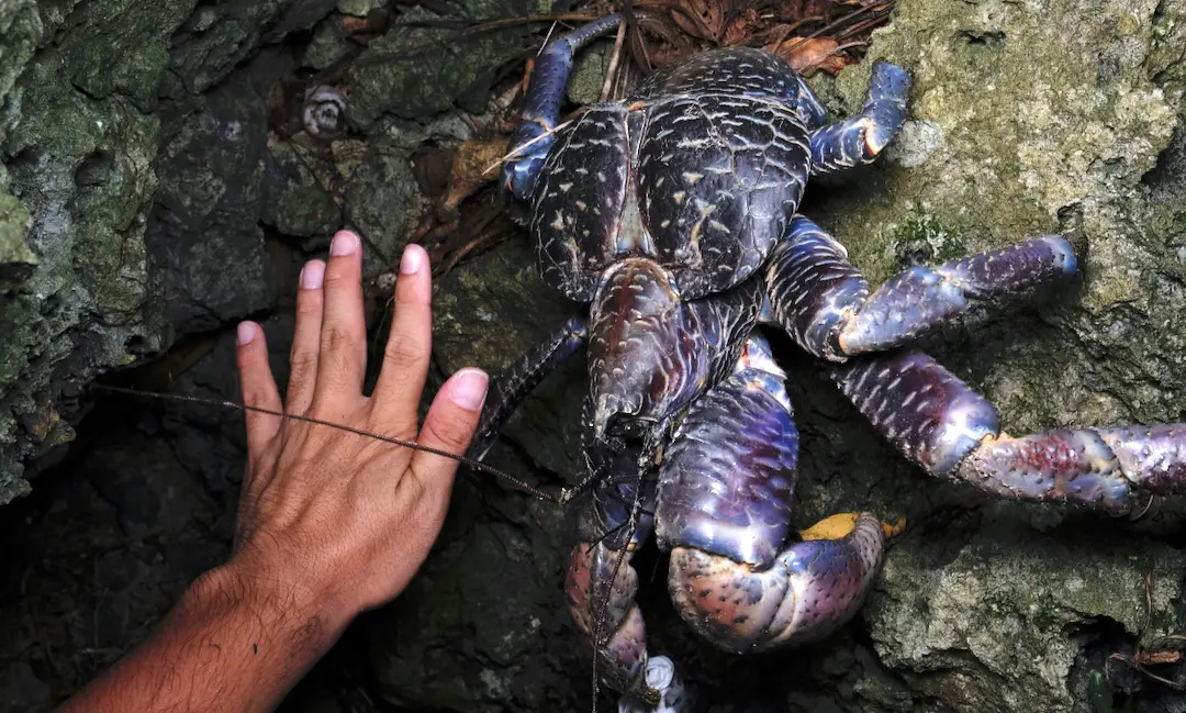 大型のヤシガニと手とのサイズ比較の画像