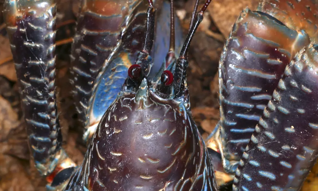 ヤシガニの頭部のアップの画像