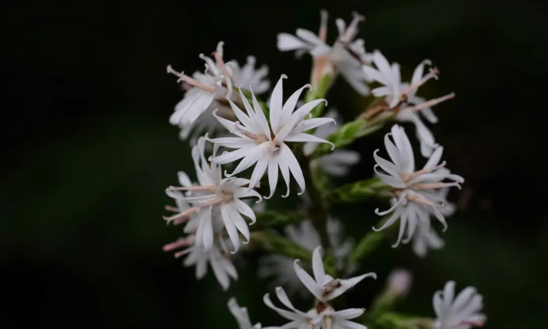 オキナワテイショウソウの花の画像