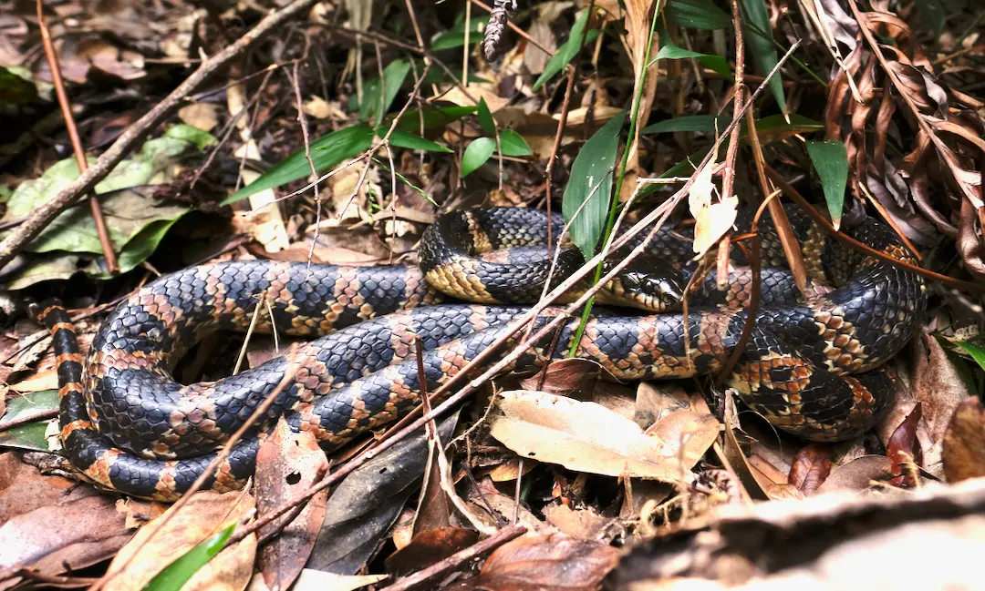 アカマタの画像