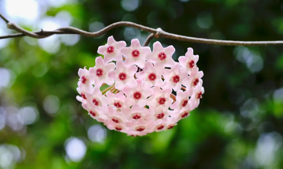 サクラランの花の画像