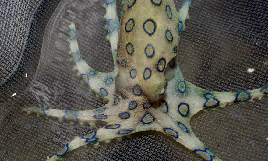 冬こそ海へ！？夜の海の生き物たち！のアイキャッチ
