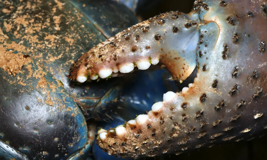 ヤシガニとは？生態・大きさ・危険性・食べられるのか等を沖縄のガイド