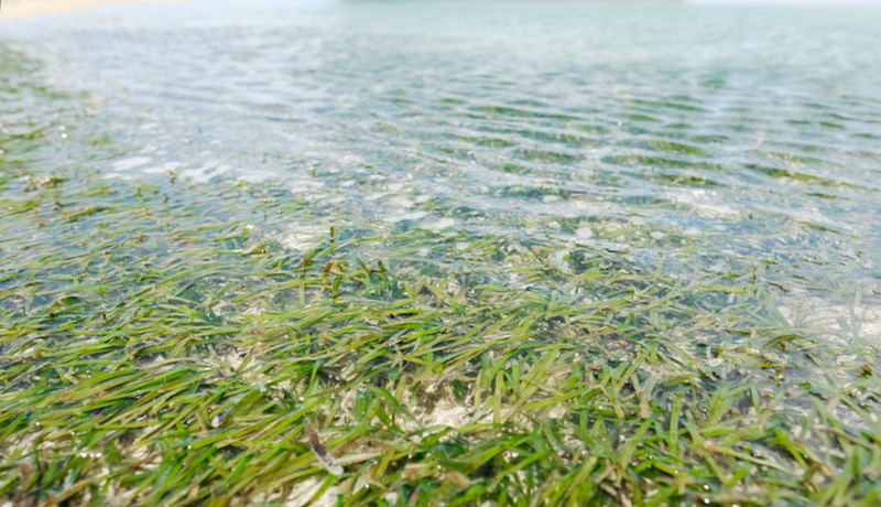 「藻場」はなるべく踏むべからず！沖縄で海を歩く際はご注意を。