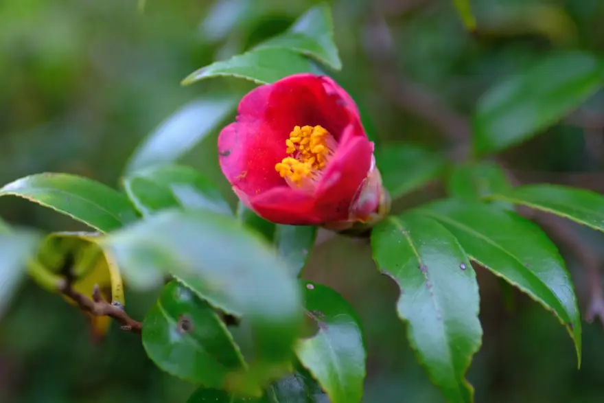 ヤブツバキの花の画像
